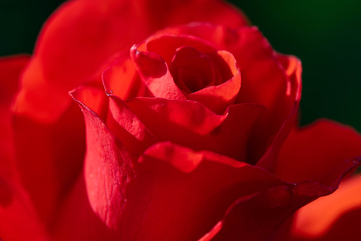 m2niac's tweet photo. Hybrid tea rose
---
#rose #redrose #tearose #garden #petals #flowerhead #plant #blossom #selectivefocus #details #nature #macro_mood #macrophotography #macrophoto #macro #closeup #photo #photographer #photography #gf_macro #фото #m_hladchenko https://t.co/z15alMwc2I