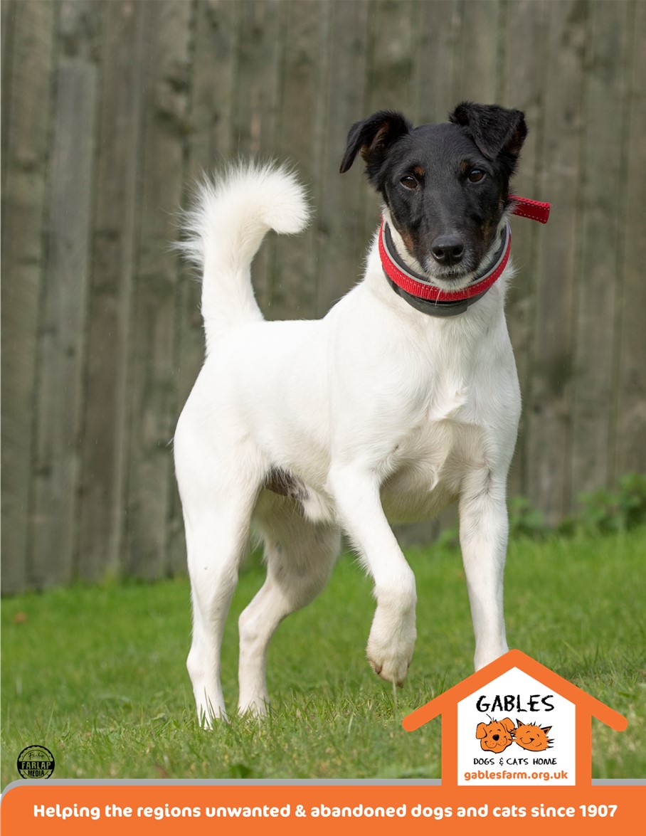 Penny2449's tweet photo. Bilbo 5 yo Smooth Fox 
Terrier, would like adult only 
(16+) pet free home, has been 
crated for most of his life you 
need experience of highly 
strung Terriers he can be a 
handful, plenty of 
exercise + positive training, 
more info/adopt him from 
@Gablesdogscats UK #k9hour https://t.co/VestyFtyNb
