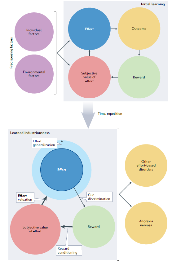 NatRevPsych's tweet photo. 'Learned industriousness as a translational mechanism in anorexia nervosa', a Perspective by @HaynosAF, @emilykoithan &amp; @hagan_ke 

@VCUClinPsy @ColumbiaPsych

https://t.co/etMY8jYUs7 https://t.co/OTF9tD0wlm