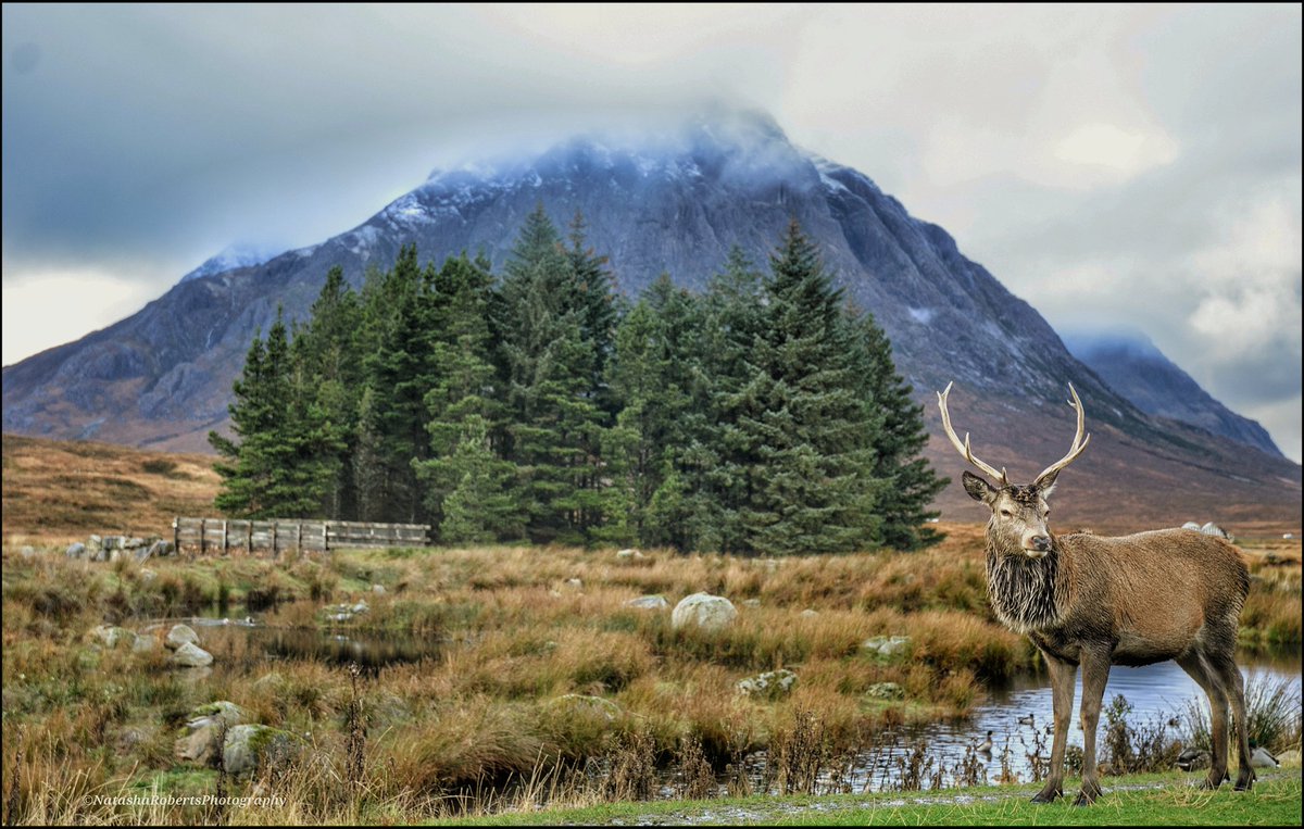 @StormHour @RMetS Glencoe stag just over a week ago.. #ThePhotoHour #StormHour @StormHour @ThePhotoHour #glencoe #Scotland #wildlifephotography #NaturePhotography