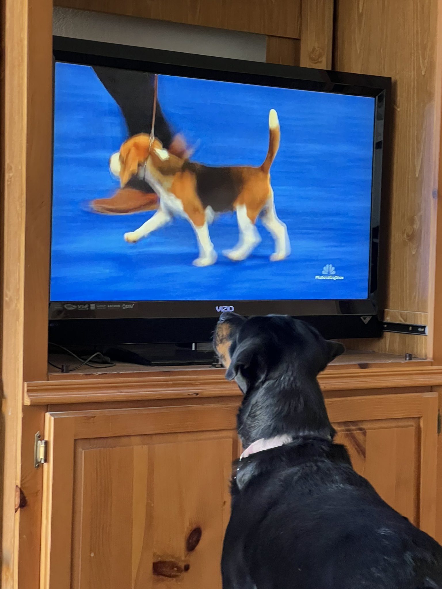 Quite Interesting on Twitter "What do dogs like to watch on TV? https
