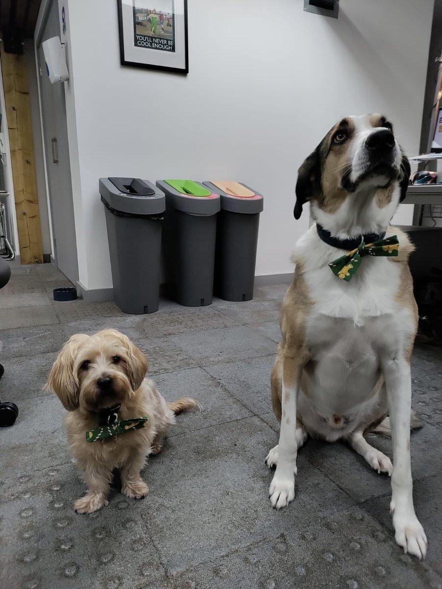 Smart dogs visiting the <a href="/cubed_education/">Education Cubed</a> office today 🤵‍♂️🎩