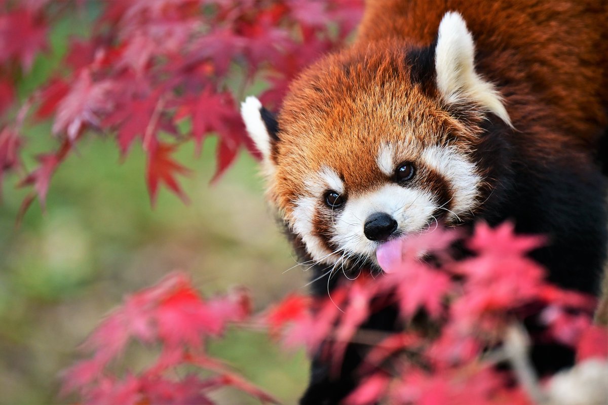 市川市動植物園🍁