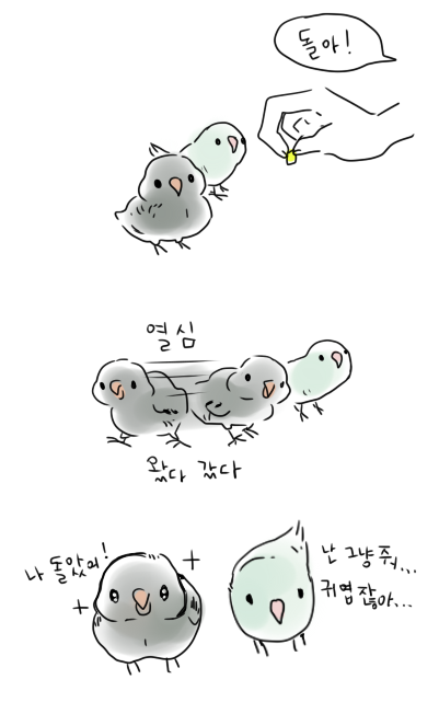 식탐이 없으면 훈련이 안된다... 같은 새들 중에서도 유독 의욕이 넘치는 애와 의욕이 없는 애가 있다. 