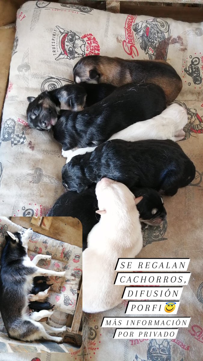 Me ayudariais mucho si lo compartís, gracias 😇😇🐶