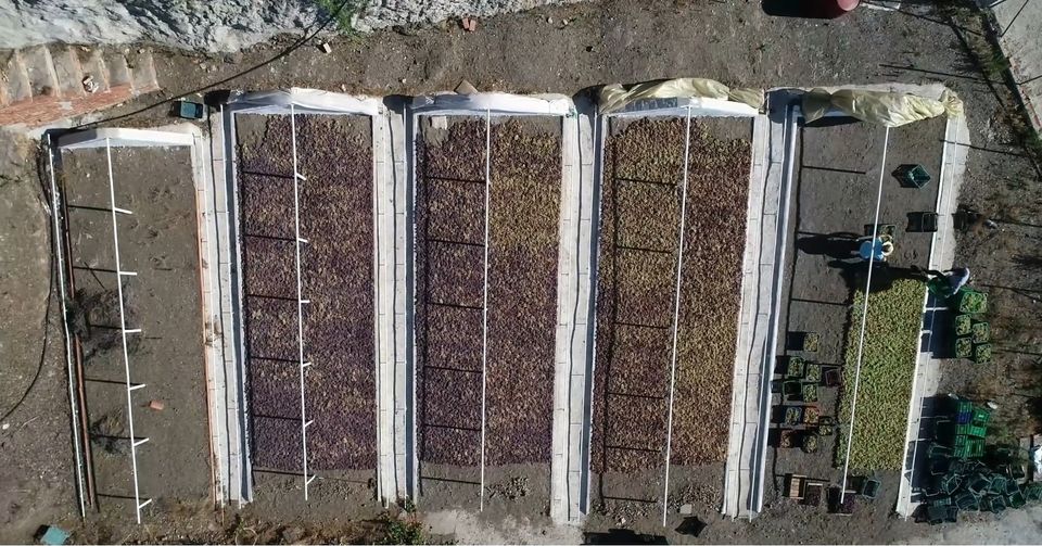 AxarquiaFilm's tweet photo. 💚🎬❤️ La uva pasa moscatel dibuja la Axarquía Costa del Sol dejando paisajes de cine por toda la comarca malagueña. 🍇 'Comemos pasas de la Axarquía. Por un consumo responsable y sostenible'.   Campaña Financiada por Ministerio de Consumo. #comemospasas  #axarquiaplatódecine https://t.co/lh0u0nodzi