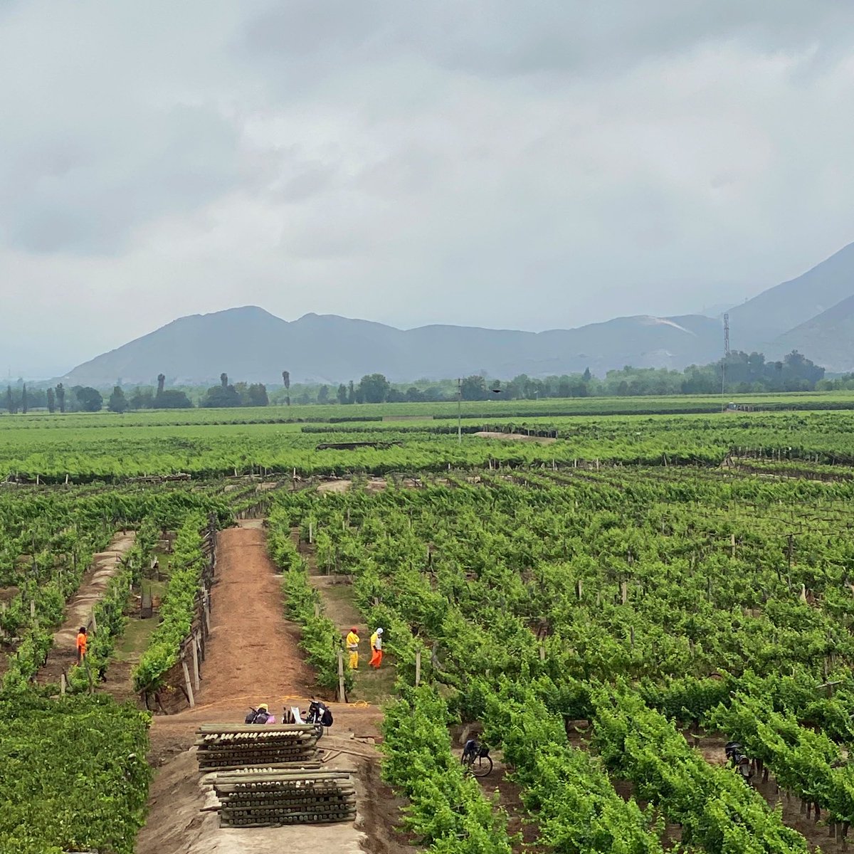 timatkin's tweet photo. Visiting Tacama’s vineyards. Nice view of the Andes behind. #peru https://t.co/HbLw2PSexN