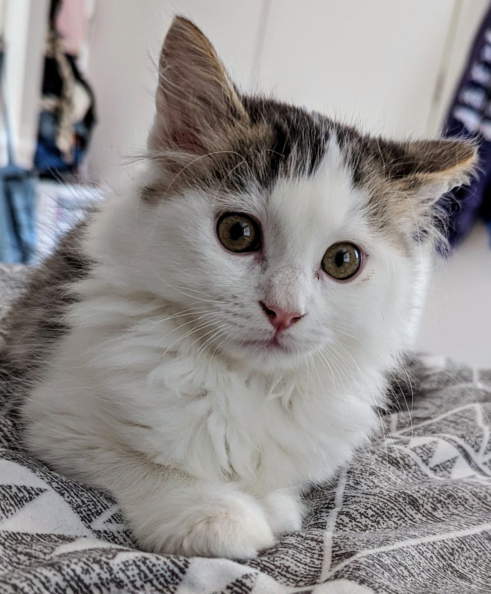 You all deserve to know that in addition to waffles (or stroopwaffles as I call him) our already famous library cat, we now have Puff. May Puff bring the same joy.