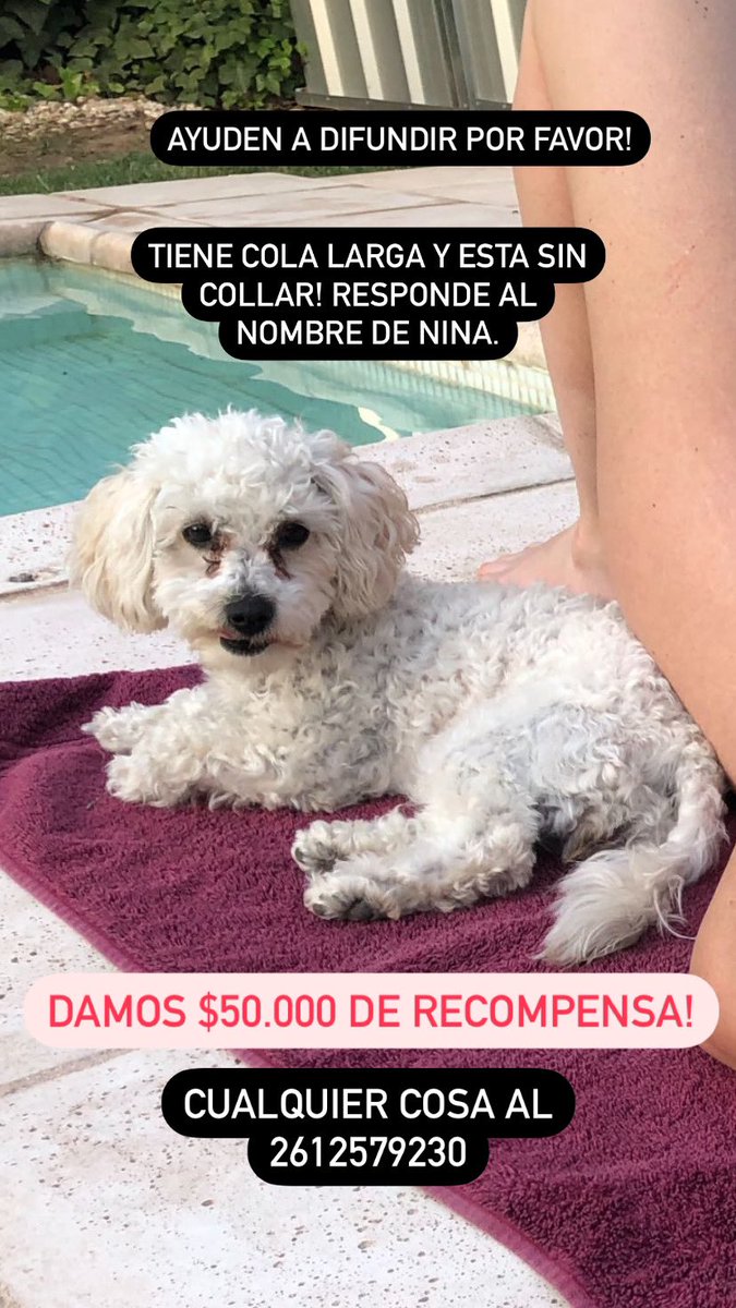 garciageronimo5's tweet photo. 👋🏻 Hola! Se nos perdió nuestra perrita hace 4 días en el Barrio Sanidad y Aledaños zona Oeste de Las Heras , nuestra perrita no tiene collar y tiene cola larga, responde al nombre de NINA. NUESTRO mundo se nos desapareció… , nosotros pensamos que la tiene alguien ,difundir!plis https://t.co/HCcouP1cIJ
