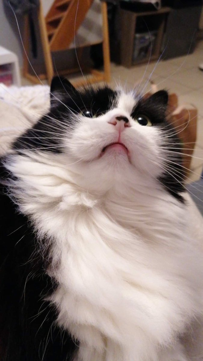 ✨Holygrocha ฅ^•ﻌ•^ฅ✨ tweet media