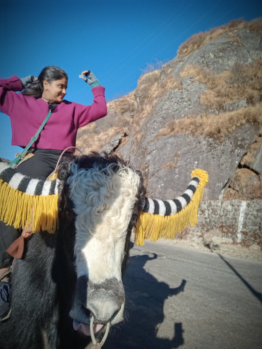 GunjanParida's tweet photo. Sat on a Himalayan YAK on 22nd Nov,nd today(28 Nov) it got a Food Animal tag by FSSAI...Feels like, I was a bad luck for him.🤒 https://t.co/Y7HzqrN2c7