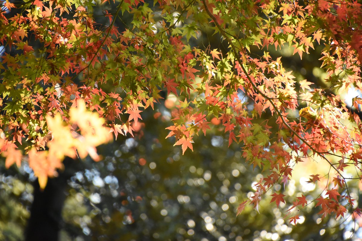 江戸の庭園の紅葉
#六義園