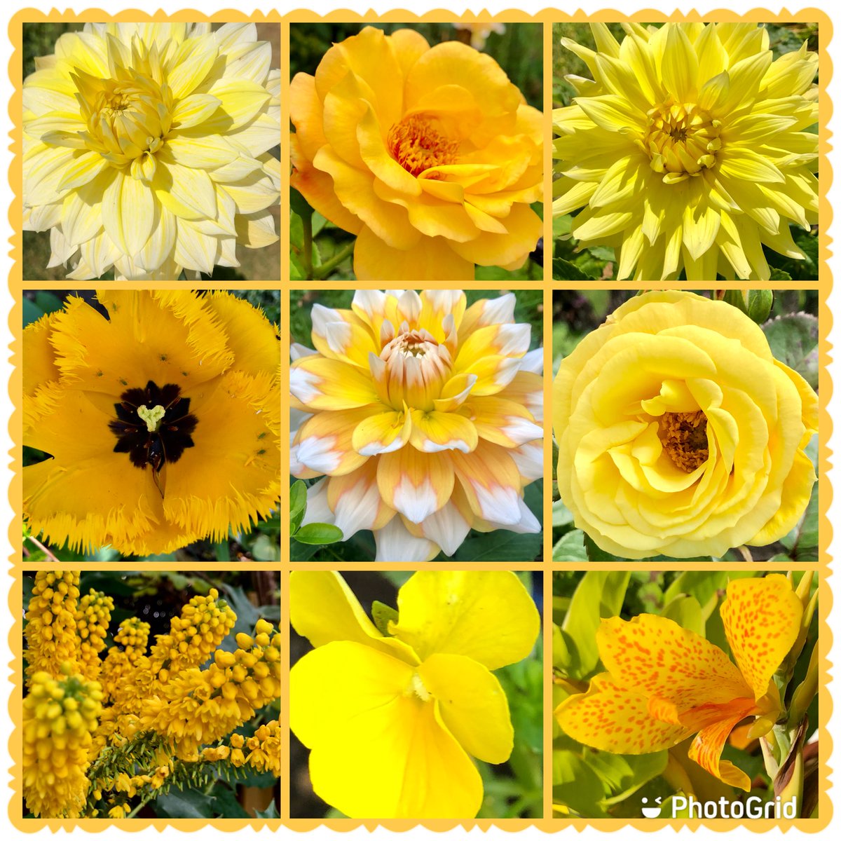 Y is for yellow flowers 💛💛#AlphabettyBlooms #colourful #yellow #flowers #gardening #mygarden #Mondayvibes