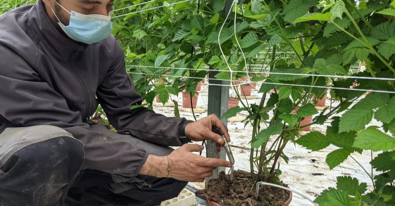 startup_italia's tweet photo. #Agricoltura 4.0: Lualtek ha sviluppando una progressive web app che permette di controllare le coltivazioni da remoto senza energia elettrica e senza copertura internet sfruttando la tecnologia radio wireless LoRaWan.

@enelgreenpower @EnelOpenInno 
#SIOS22 Sicily Edition