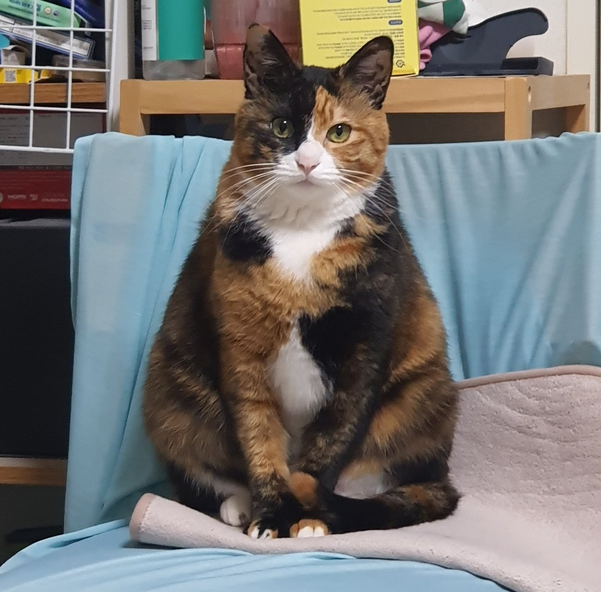 cookie190409's tweet image. 털쪄서 삼각김밥 됨;
그와중에 가디건 단추 하나 야무지게 잠궜음