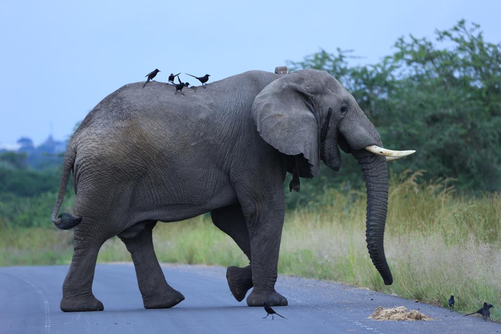 feliztrip_ug's tweet photo. Natures great master piece, the elephant
#ExploreUganda#Travel https://t.co/9BoUyw5Tel