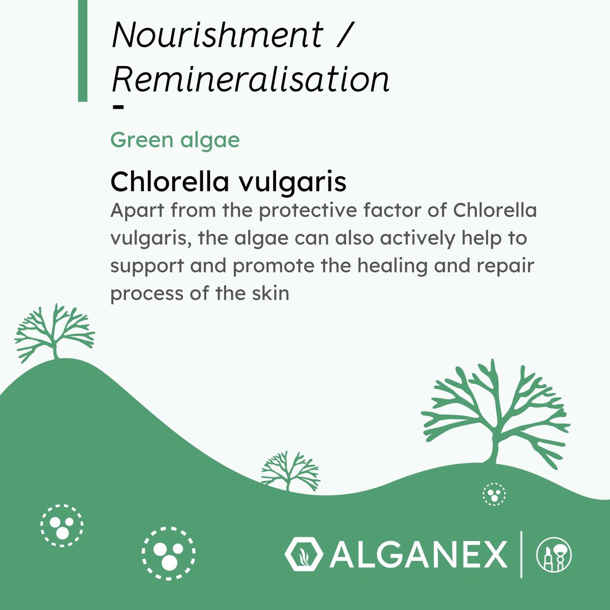 MicroMeetsMacro's tweet photo. Algae for nourishment/remineralisation - improvement for cell metabolism and promotion blood circulation in the skin-pure skin appearance. ✨CleansingEffect✨
➡️optimal for sensitive and irritated skin.
[cosmetic catalogue]
https://t.co/jsN122RYCa
#chlorella #laminaria #seawater https://t.co/tb45CFBbAA