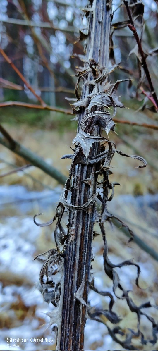 Nita77998809's tweet photo. Kaislojen jäähelmet hentoisen lumihunnun alla. Linnut olivat löytäneet myöhäiset ruusun kiulukat. Ohdake näytti maanantaille piikikkään vartensa. Ilmakuplia jään alla. #BeautifulNovember https://t.co/PSO3leXoZ0