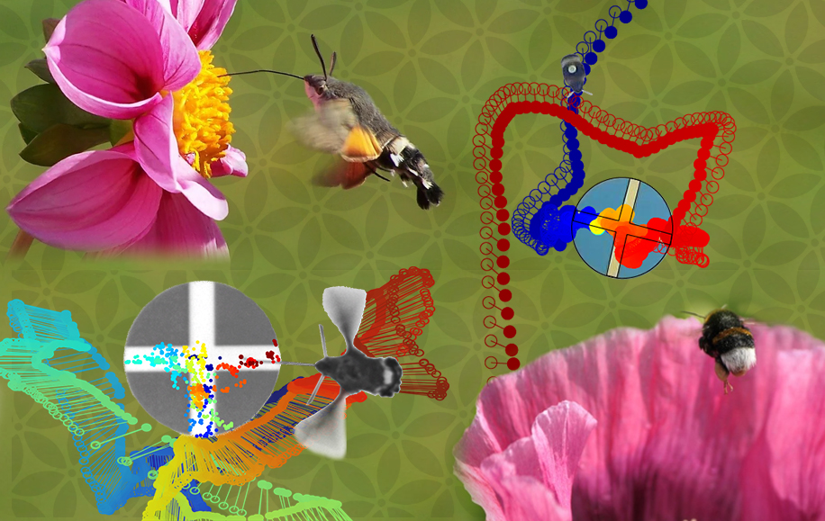 #PhDposition in my lab <a href="/UniKonstanz/">Universität Konstanz</a>🦋🧠👀
If you love #insects #vision &amp; #behaviour &amp; are curious how the tiny insect brain performs pattern recognition of surprising sophistication 
- become part of our team! 
To learn more follow the IMPRS-QBEE grad school link below! 📢pl RT