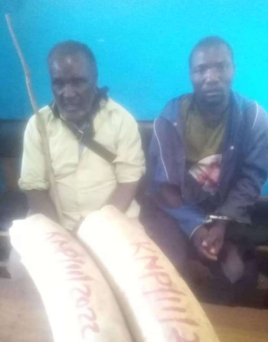 Police in Kasungu have arrested two men for allegedly being found in possession of raw ivory weighing 20.1 kg at Nkhamenya in the district.