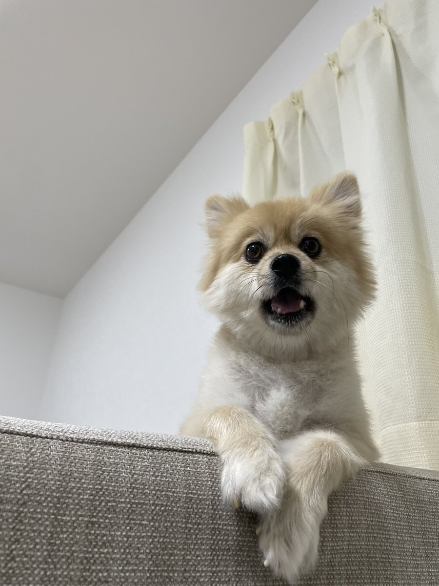 kotetsu7kg's tweet photo. あくび🥱 https://t.co/UmFe3FBZLx