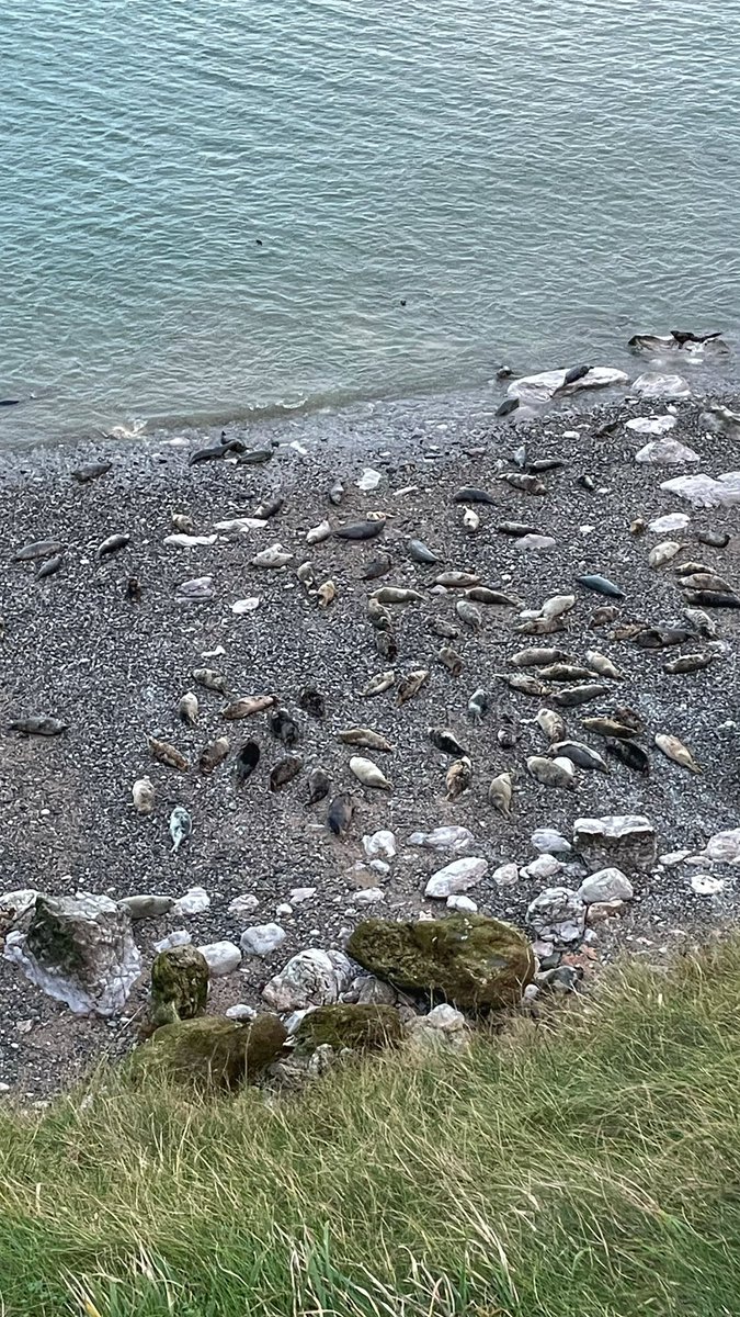 Lisa, The Beast & Billy tweet media