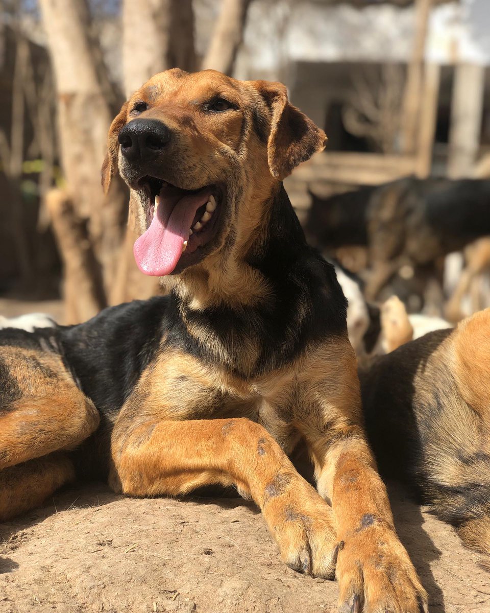 I'm Mavis and I'm so happy.
I'm about 1.5 to 2 years old and originally from lmouran beach though. MAA has been my home for such a long time I can hardly remember the beach though. 
If you would like to give Mavis a home. Send us an email to adoption @moroccoaid@gmail.com.