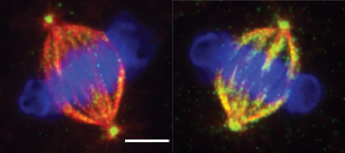 📚A study led by #Isabelle Vernos identifies an enzyme which protects cells from making errors during cell division by ensuring chromosomes are properly segregated

🔗bit.ly/3ihR62S
