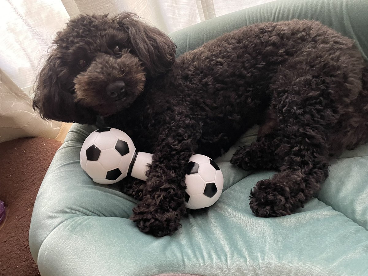 プードルです★ トグルスイッチ プレート06-11 | LT-PS002-20-G141 | スイッチ