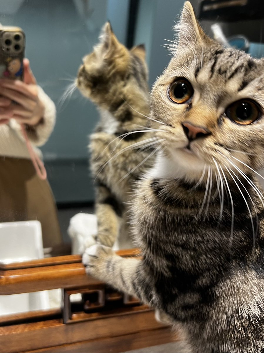 MCat330's tweet photo. Mirror Mirror, who is the most beautiful cat?
#catslover #catsintwitter #猫 #kittycat #CatsOnTwitter #cat #ネコ https://t.co/oNBArlhviM