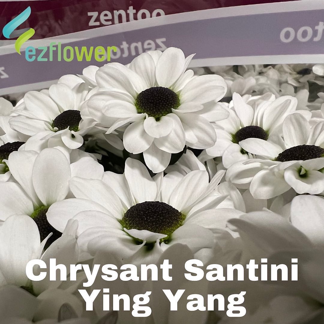 ez_flower's tweet photo. It’s good to be back at the Aalsmeer Auction. #flowers #blooms #flowersfromholland #dutchflowers #ezflower #flowerwholesale https://t.co/ZirbK3bV4u