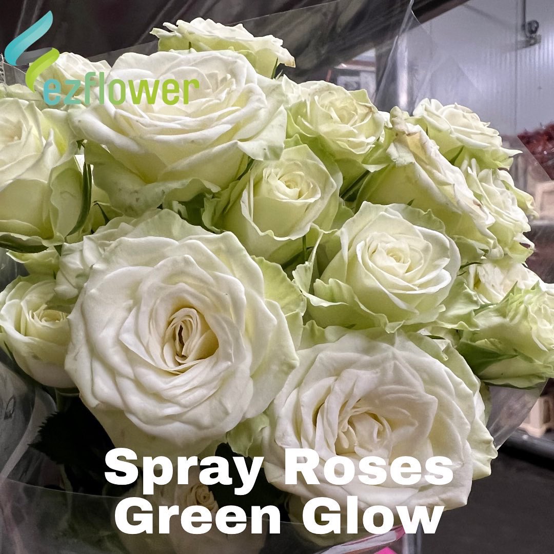 ez_flower's tweet photo. It’s good to be back at the Aalsmeer Auction. #flowers #blooms #flowersfromholland #dutchflowers #ezflower #flowerwholesale https://t.co/ZirbK3bV4u