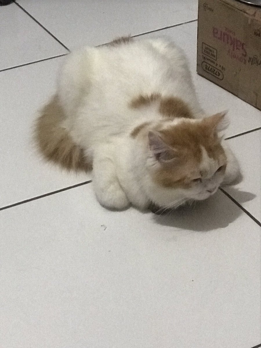 kochengfs's tweet photo. 🐈‍⬛ Aku baru kali ini liat kucingku pose gini deh😭. Ini lagi kenapa ya? Apa emang salah satu pose normal kucing? Baru banget ngeliat dia gitu, heran sendiri. https://t.co/GdmMb9kf4R
