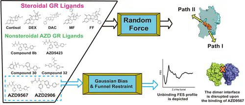 JCIM_JCTC's tweet image. Molecular View on the Dissociation Pathways and Transactivation Regulation Mechanism of Nonsteroidal GR Ligands #molecularmodeling 
pubs.acs.org/doi/10.1021/ac… 
#current_issue #JCIM #compchem