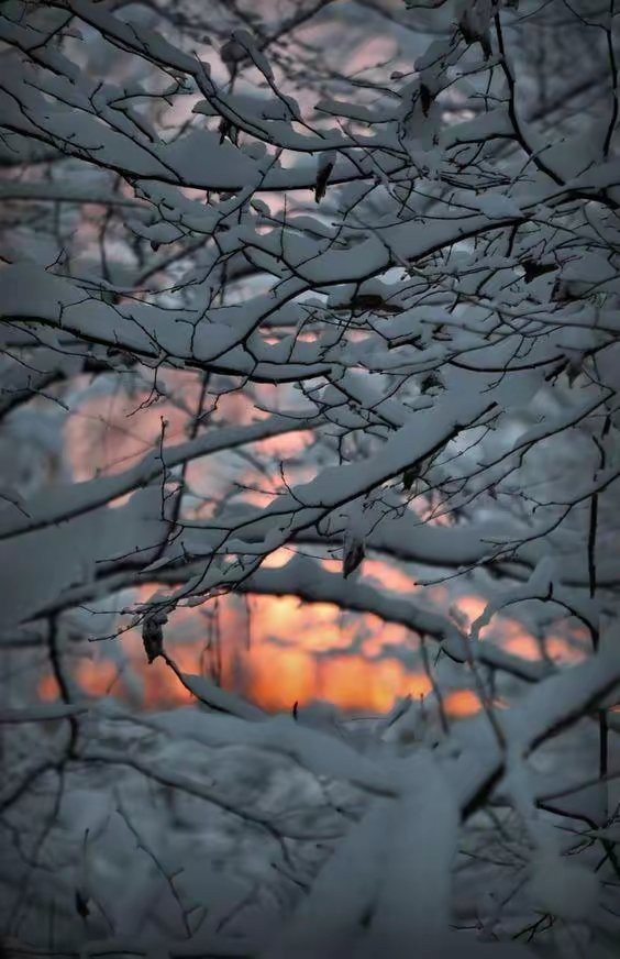 xh0609's tweet photo. 雪落成诗，岁月从容。 https://t.co/2E5GSKlV97