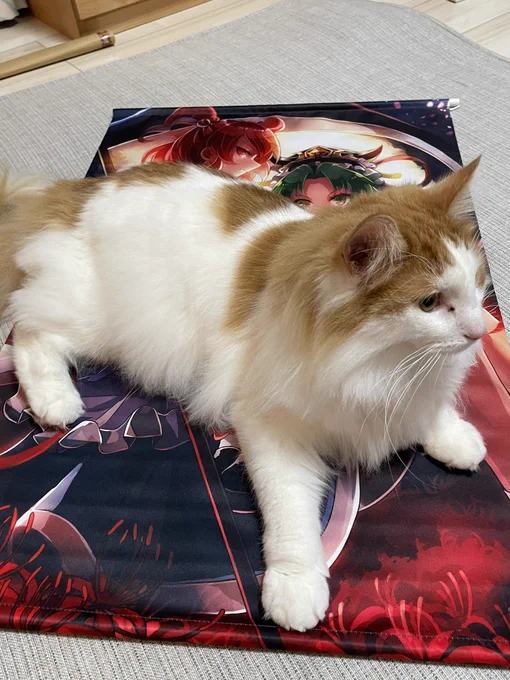 届いたタペストリー猫が1番気に入ってるw50cmぐらいの猫が横たわってこれぐらいなのですごいでかい 