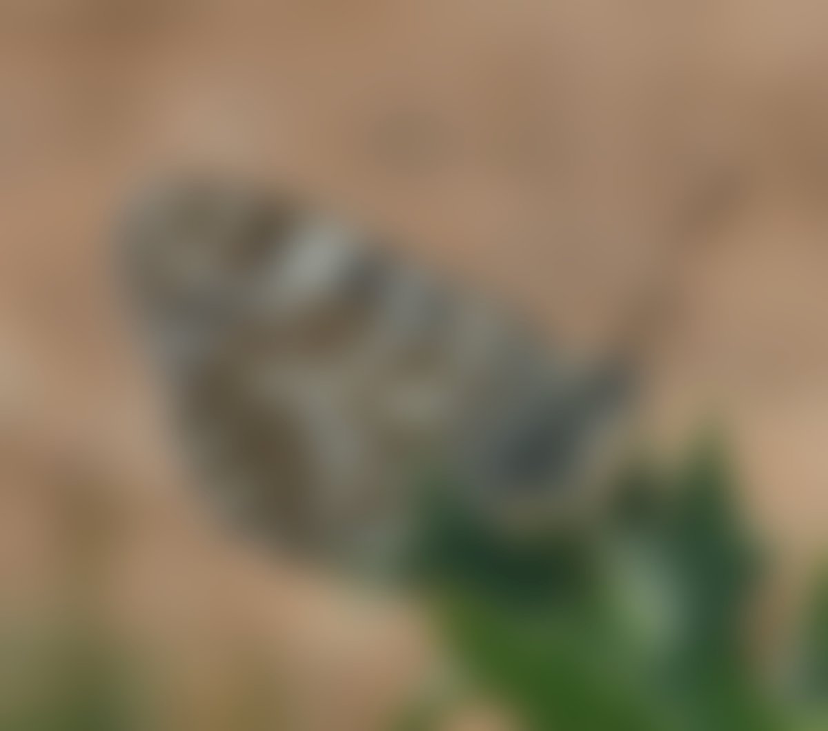 observatori_nat's tweet photo. #Biofollower! Us portem un nou joc d'identificació 😍 Tenim aquesta foto d'una espècie una mica desenfocada... Ens ajudeu a identificar-la? 

Animeu-vos a respondre i demà descobrirem la resposta i donarem dades que potser no sabíeu😜 #EstatNatura2020

Què veieu aquí?👇Us llegim! https://t.co/LOTGzDUBey