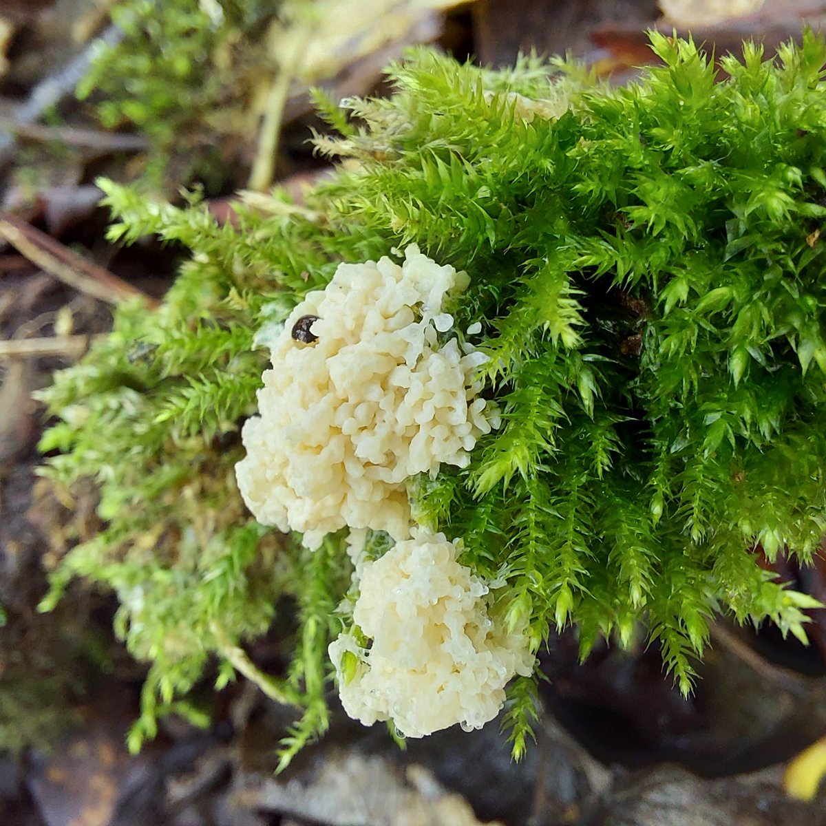 nxdroid's tweet photo. Cauliflower fungus at Rutland Water #NaturePhotography #naturelovers #naturephoto #Nature_Is_Great #fungi #fungus #wildlife #wildlifephotography #rutlandwaternaturereserve https://t.co/0qCs6MefwU