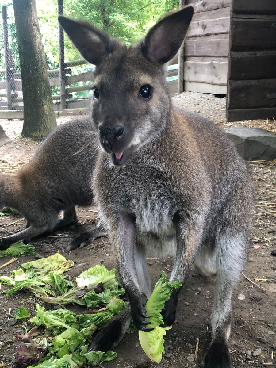 MSK - Dnes v ranních hodinách bylo oznámeno, že měl utéct klokan jménem Dobby z ohrady mini ZOO v Ostravě Vřesině.  Není agresivní, je spíše plachý. V případě, že ho uvidíte, volejte linku 158. Děkujeme #mskpolicie