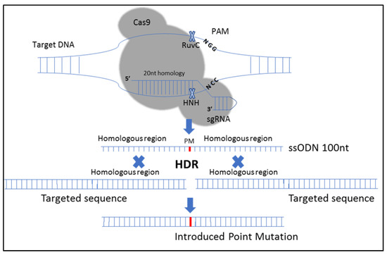 Biosensors_MDPI's tweet photo. #EditorsChoice:
📢 Detection of CRISPR-Cas9-Mediated Mutations Using a Carbon Nanotube-Modified Electrochemical #Genosensor
Read more: https://t.co/mN3nc7teBf
#CRISPRCas9
#mutationdetection https://t.co/wfxfarS38j