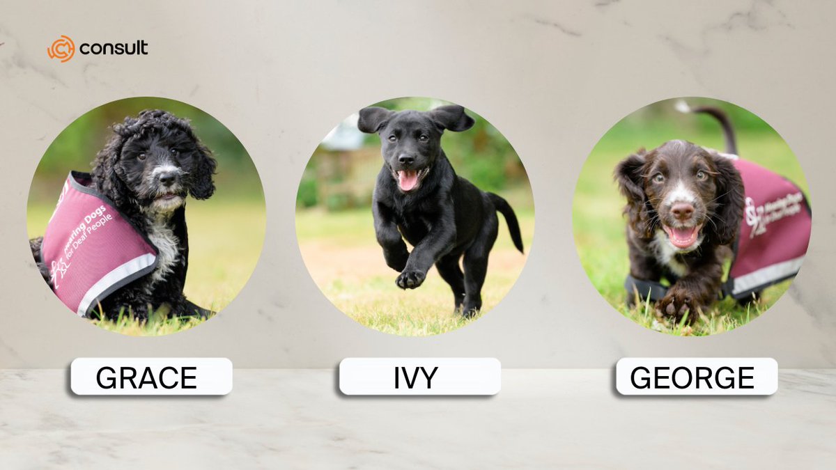 Consult_Search's tweet photo. We're delighted to announce that we aren't just sponsoring one but four Hearing Puppies!
@HearingDogs trained 182 dogs & we're so pleased that with our support, & the support of others, more puppies can be added to that total! πΎ
#hearingloss #assitancedogs #audpeeps #audiology https://t.co/Xwx29M5TCj