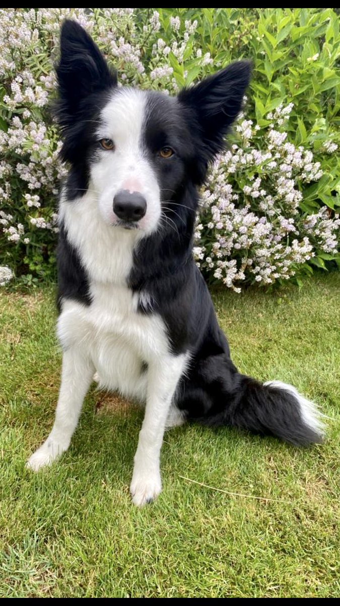frenchyp76's tweet photo. Happy 3rd birthday maggy #bordercollie #mansbestfriend https://t.co/k1BdM11ZxM