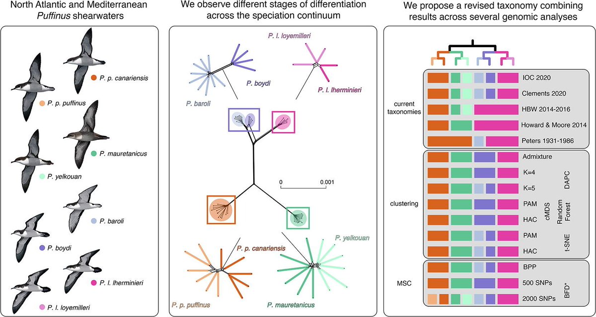Excellent genetic assessment of Atlantic/Mediterranean Puffinus seabird populations reveals that a new taxonomy that better reflects the current stage of speciation across lineages. Great work <a href="/JoanFerrerObiol/">Joan Ferrer Obiol</a> <a href="/SeabirdEcology/">Seabird Ecology Lab</a> 
#seabirds #puffinus #species
sciencedirect.com/science/articl…
