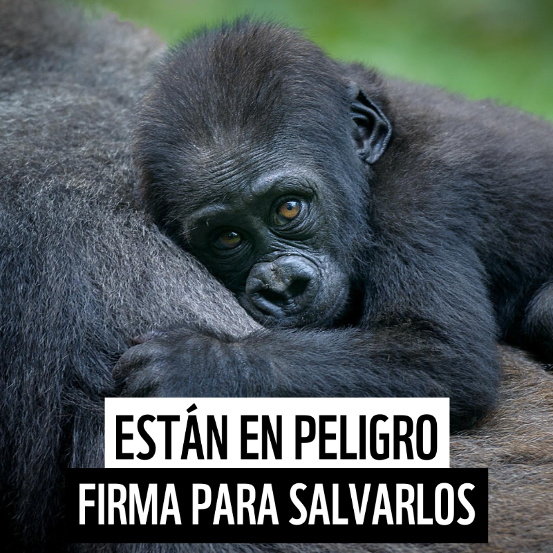 WWFespana's tweet photo. 🦍 Los gorilas de montaña son una de las especies más amenazadas del mundo. Apenas quedan 1.000 ejemplares ❗️