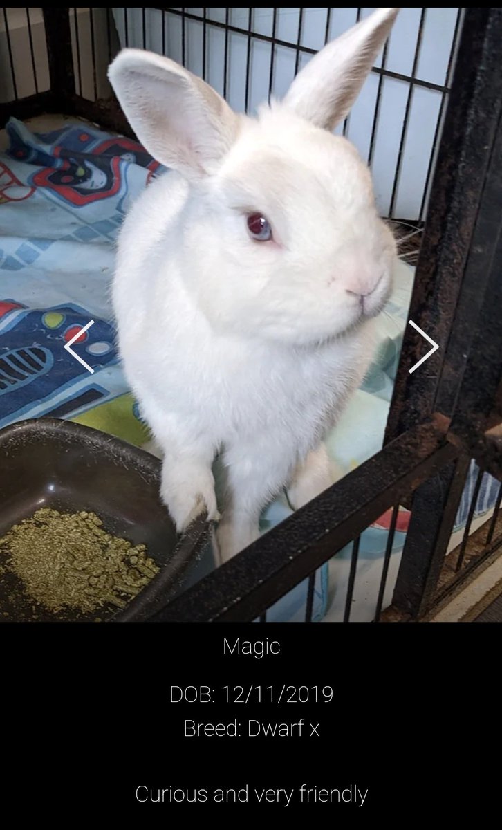 Sarah 🐇 tweet media