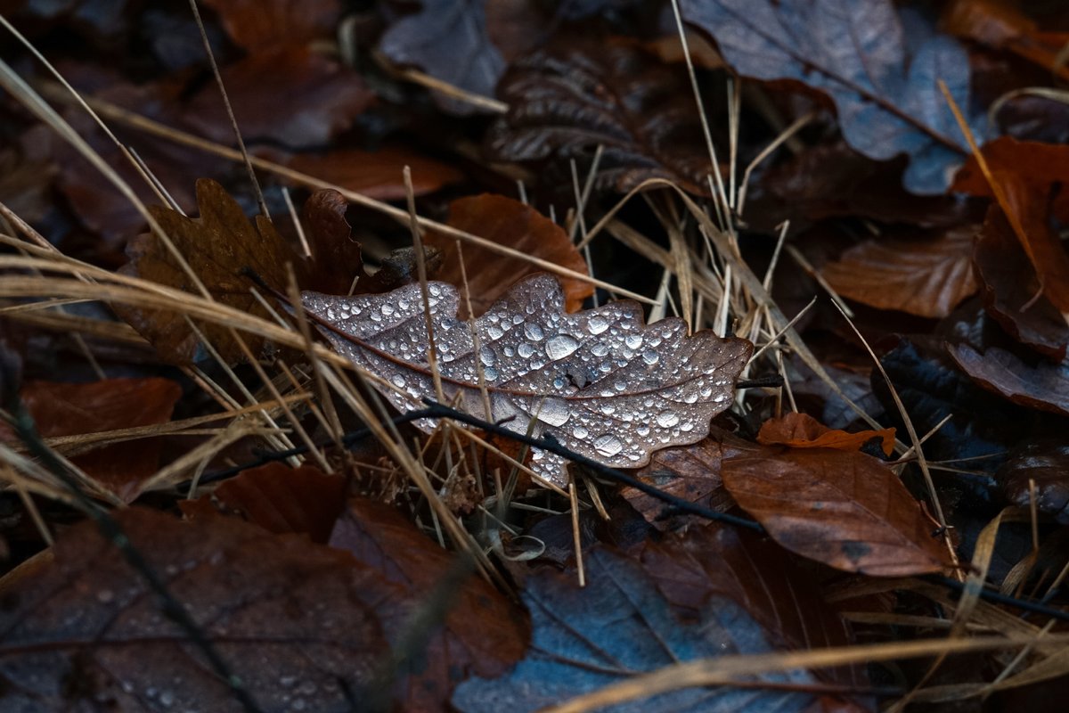 Misc. Adventures tweet media