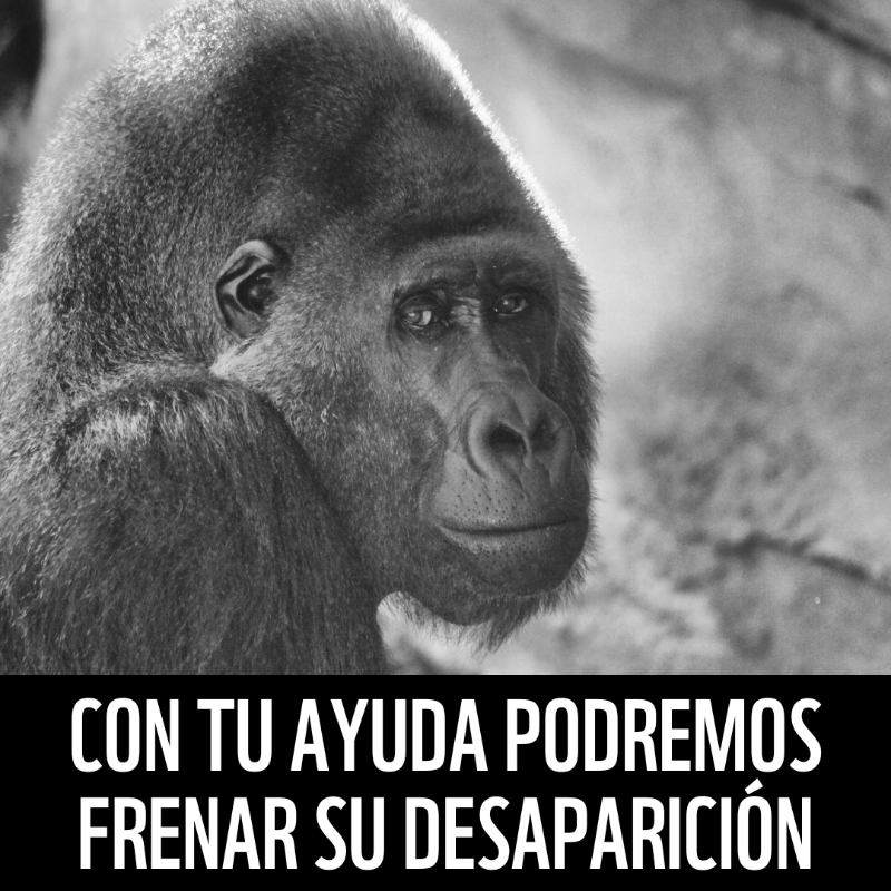 WWFespana's tweet photo. ⚠️🦍 Si no hacemos nada los gorilas desaparecerán. Solo quedan 1.000 en el mundo y el ser humano es su principal amenaza.
