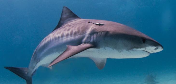 bjegou's tweet photo. La @CITES décide d'une protection accrue pour une cinquantaine d’#espècesmenacées de #requins #ailerons #finning #commerce #raies https://t.co/r2A1Fct9Ff via @_lemarin https://t.co/tdVXxwH8Gs