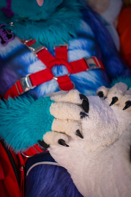 AèkoTheMurrCat - 2 pic. Huffs thankies for the paws 👉👈 #murrsuit #murrsuitmonday https://t.co/QJ598ah6yu