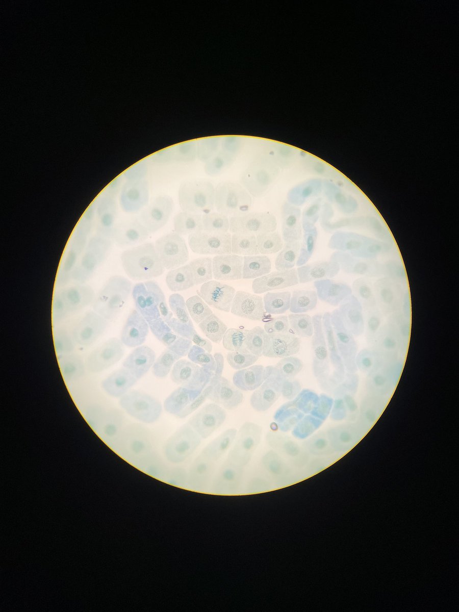 TAAsciencedept's tweet image. Amazing start to the week for the year 12 biologists @Thomas_Alleynes . Beautiful root tip mitosis preps, thanks to @bubblefairy03 for the top tips that actually worked! #alevelbiology #requiredpracticals #winners